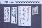 Etiketten zu Agrypnus lapideus (NHMW-ZOO-COL-0008118)